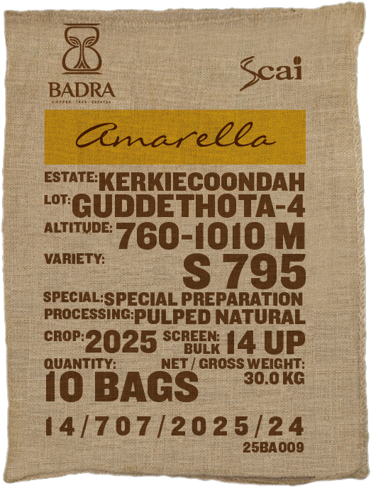 Kerkiecoondah, S795 Jember